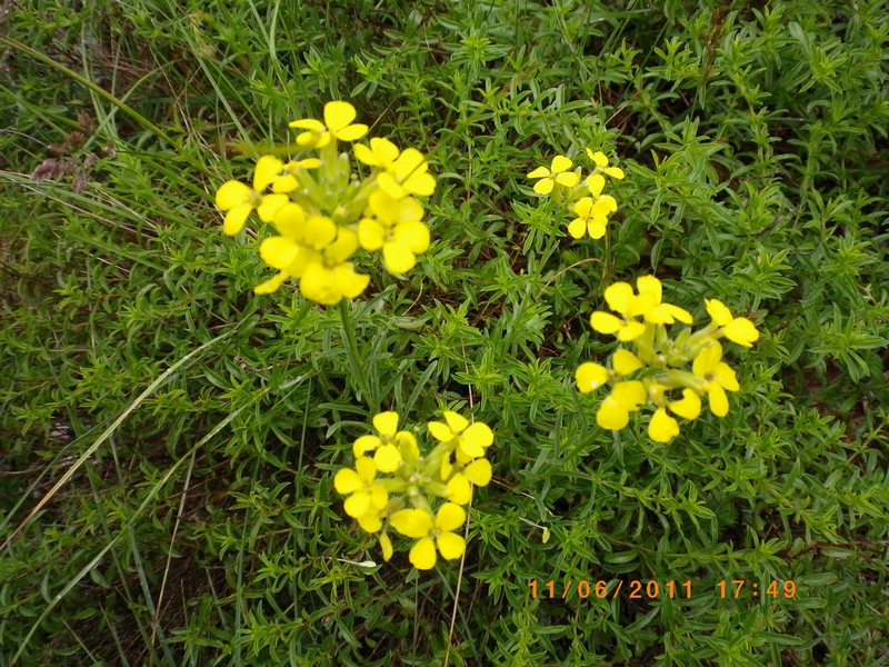 Un fiore giallo - Erysimum sp.
